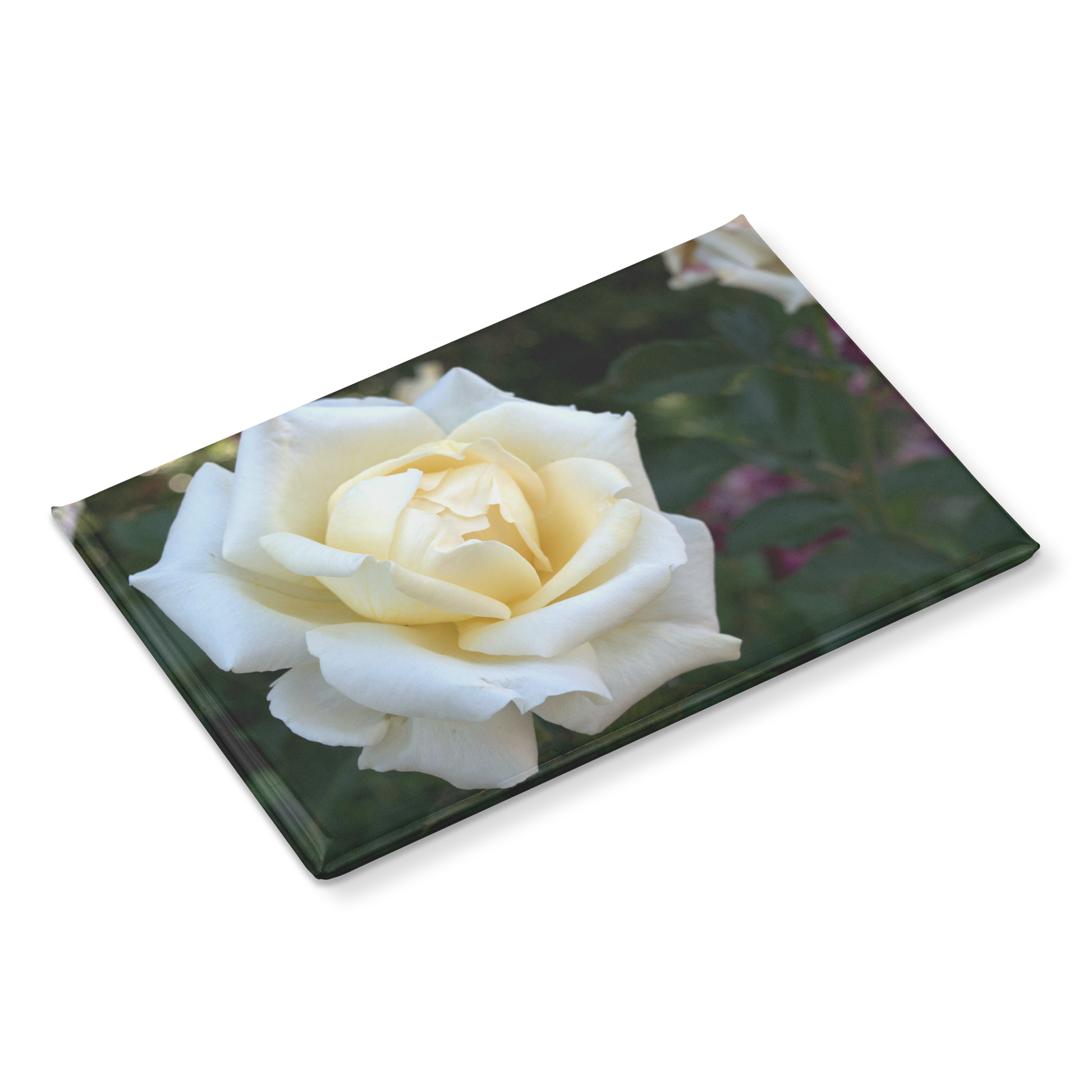 Elegant_White_Rose_with_Golden_Center_Cl_RectangleButtonMagnet_H_Angle_Mockup.png