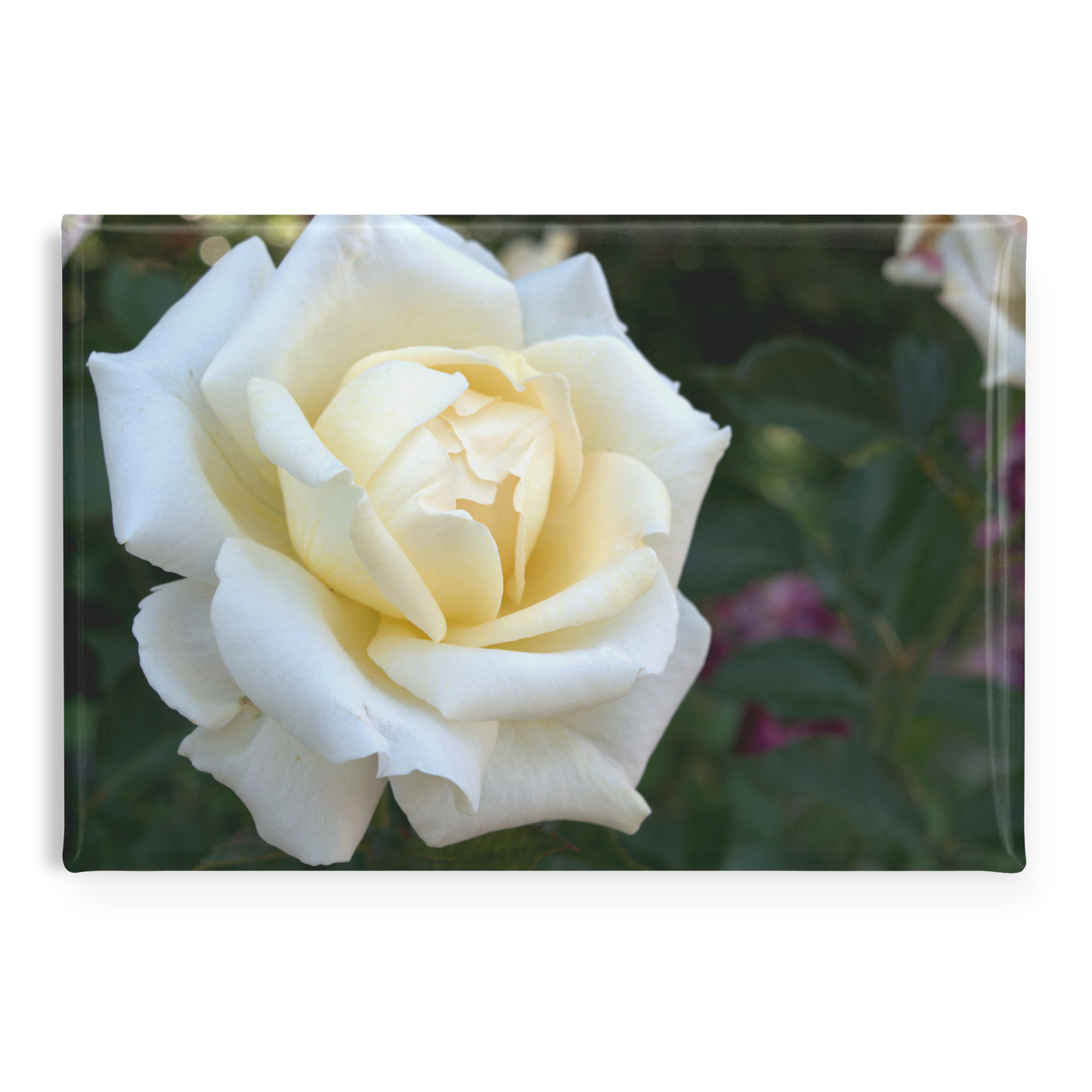 Elegant_White_Rose_with_Golden_Center_Cl_RectangleButtonMagnet_H_Main_AS_Mockup.png