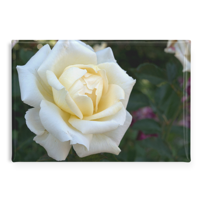 Elegant_White_Rose_with_Golden_Center_Cl_RectangleButtonMagnet_H_Main_AS_Mockup.png