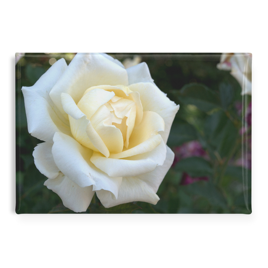 Elegant_White_Rose_with_Golden_Center_Cl_RectangleButtonMagnet_H_Main_AS_Mockup.png