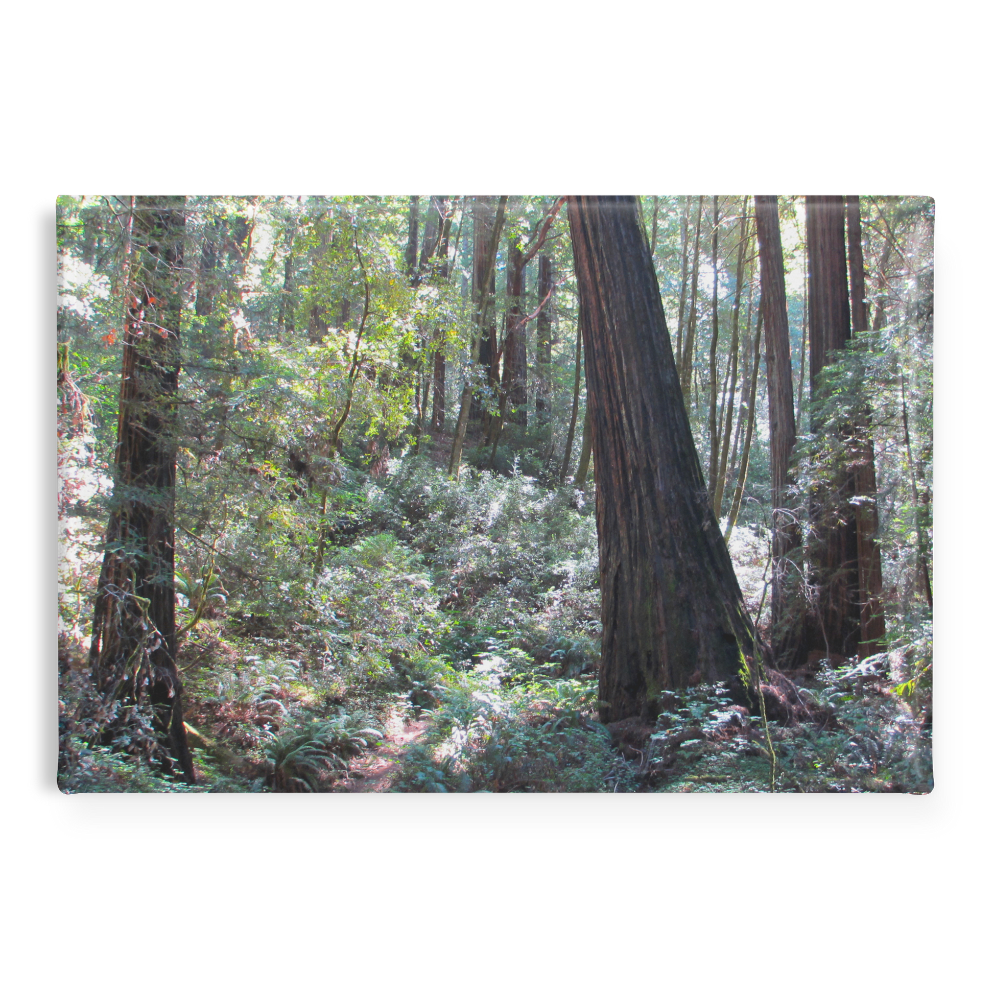 Enchanting_Redwood_Trail_with_Fern-Lined_RectangleButtonMagnet_H_Main_AS_Mockup.png