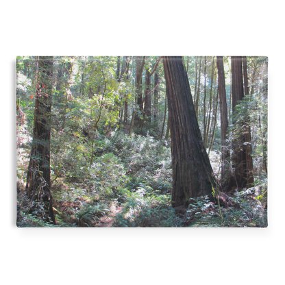 Enchanting_Redwood_Trail_with_Fern-Lined_RectangleButtonMagnet_H_Main_AS_Mockup.png