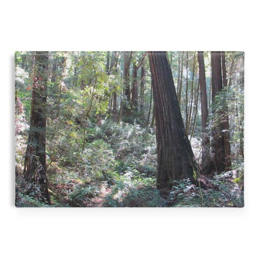 Enchanting_Redwood_Trail_with_Fern-Lined_RectangleButtonMagnet_H_Main_AS_Mockup.png