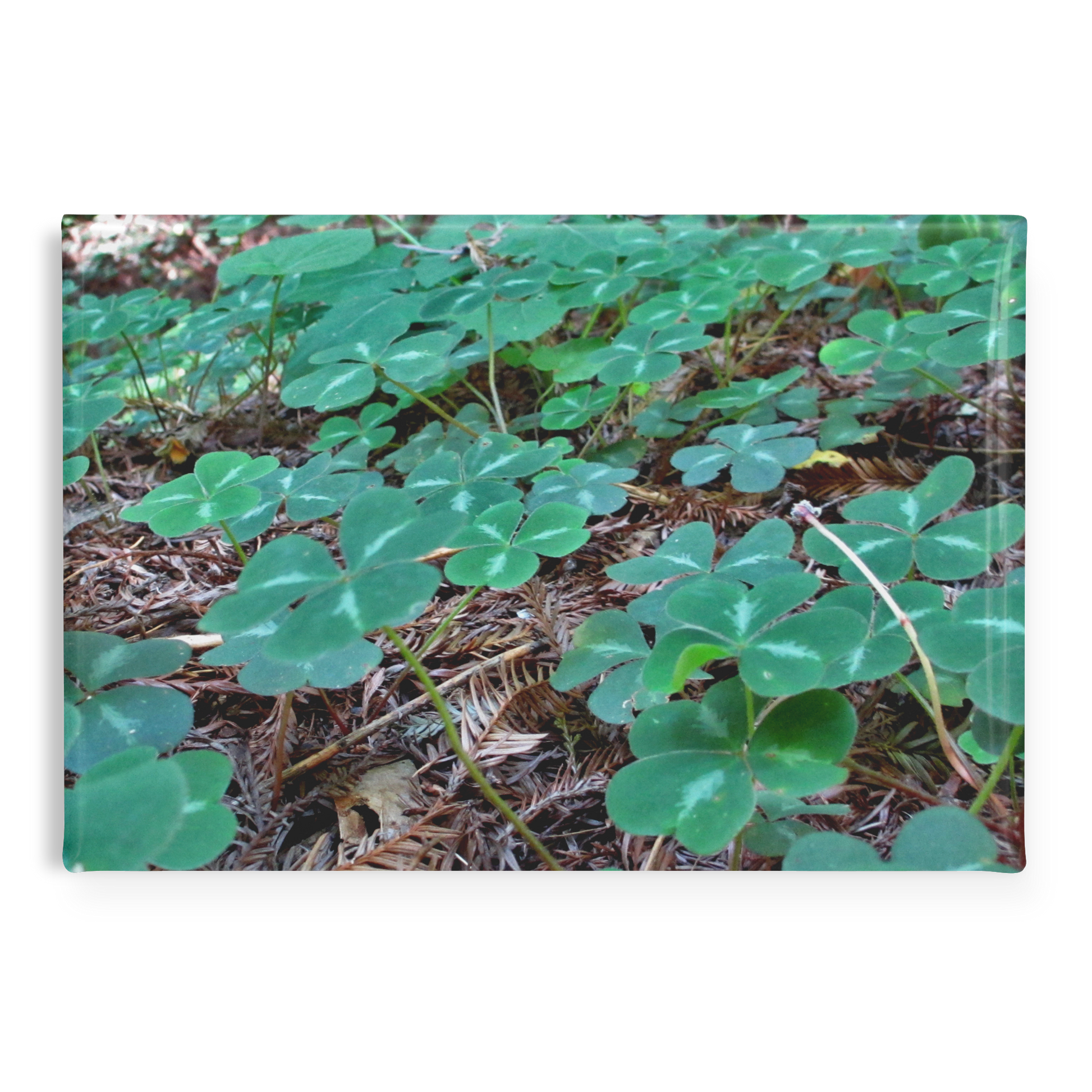Field_of_Clover_Amid_Redwood_Needles_Re_RectangleButtonMagnet_H_Main_AS_Mockup.png