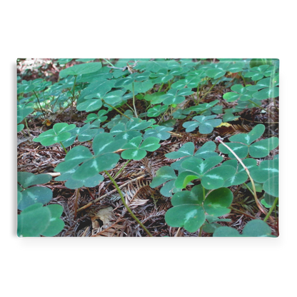 Field_of_Clover_Amid_Redwood_Needles_Re_RectangleButtonMagnet_H_Main_AS_Mockup.png