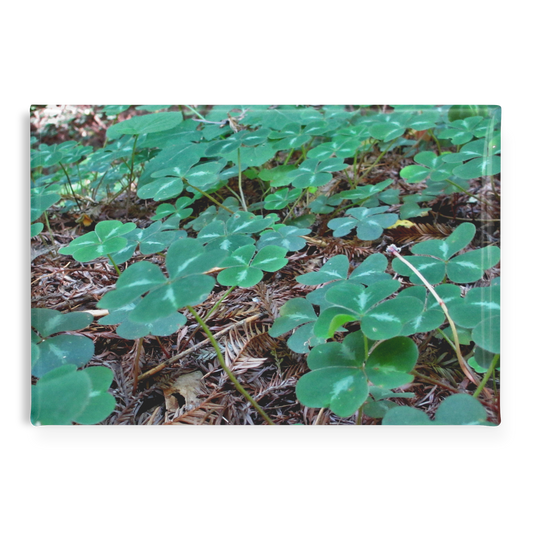 Field_of_Clover_Amid_Redwood_Needles_Re_RectangleButtonMagnet_H_Main_AS_Mockup.png