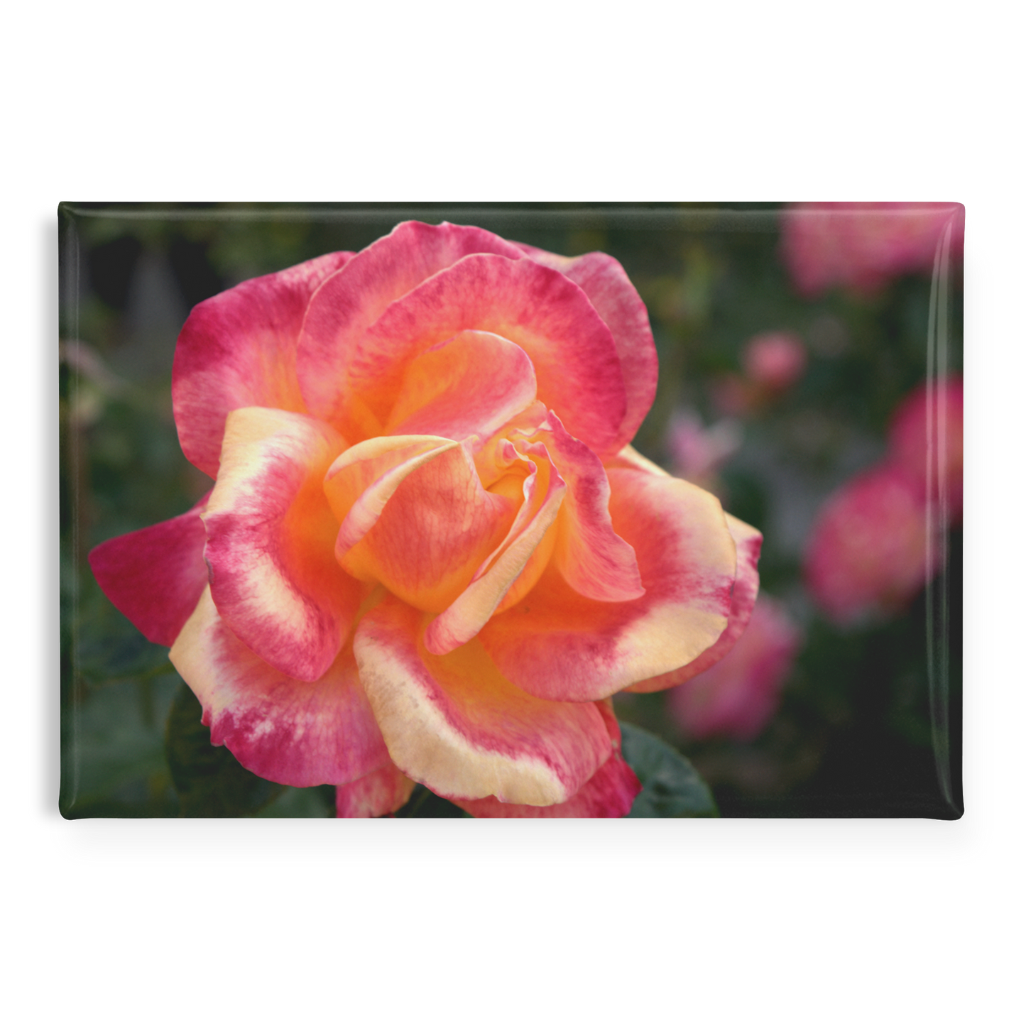 Fiery_Coral_Rose_with_Gold_Highlights_R_RectangleButtonMagnet_H_Main_AS_Mockup.png