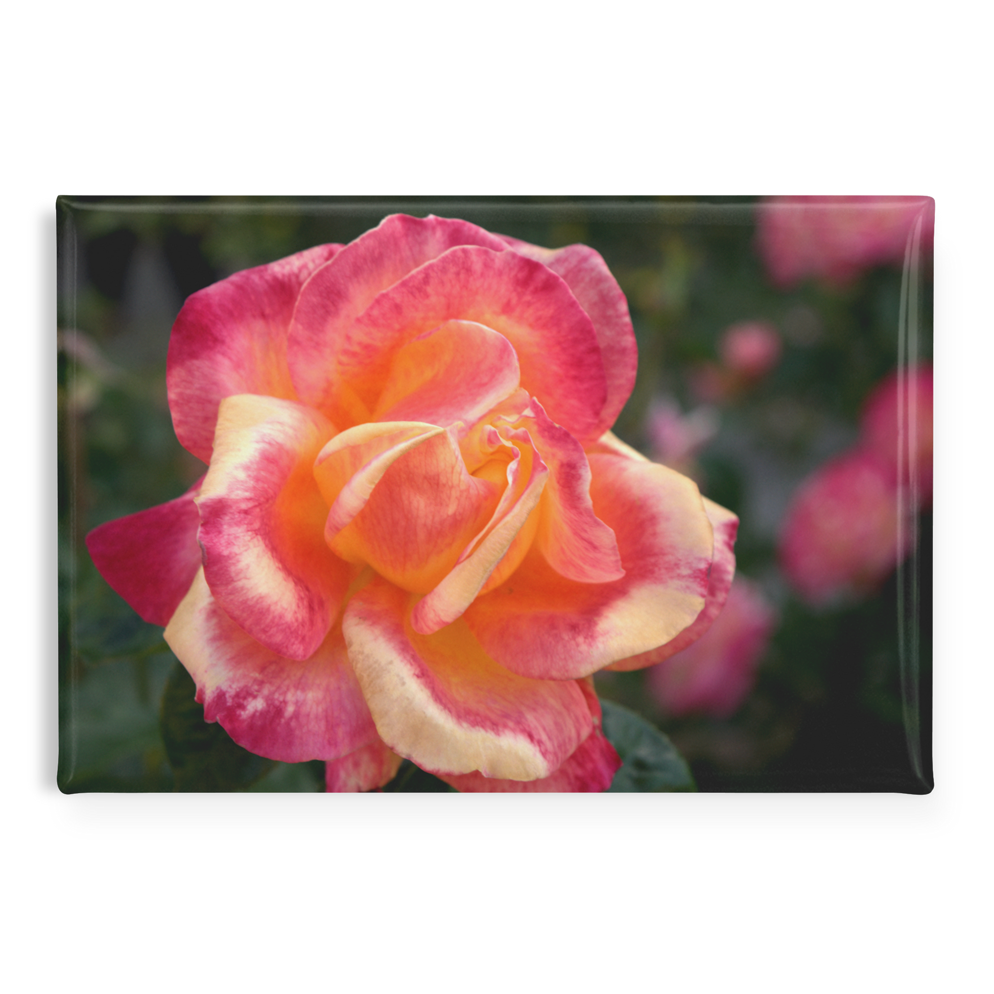 Fiery_Coral_Rose_with_Gold_Highlights_R_RectangleButtonMagnet_H_Main_AS_Mockup.png