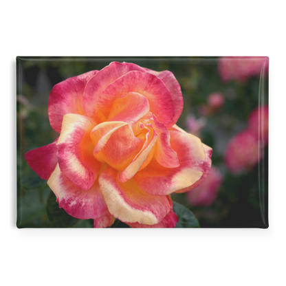 Fiery_Coral_Rose_with_Gold_Highlights_R_RectangleButtonMagnet_H_Main_AS_Mockup.png