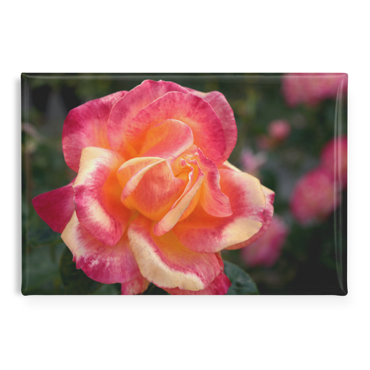 Fiery_Coral_Rose_with_Gold_Highlights_R_RectangleButtonMagnet_H_Main_AS_Mockup.png