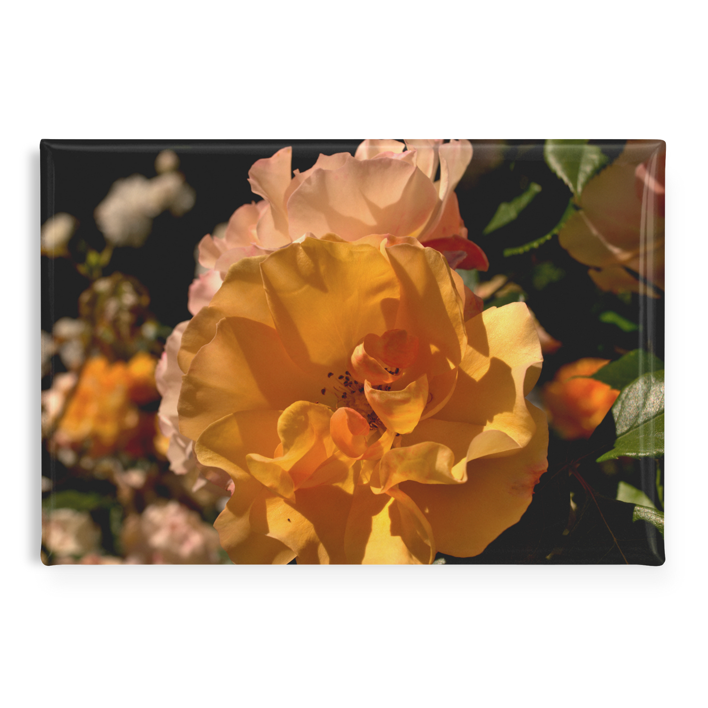 Golden_Yellow_and_Pastel_Pink_Rose_Clust_RectangleButtonMagnet_H_Main_AS_Mockup.png