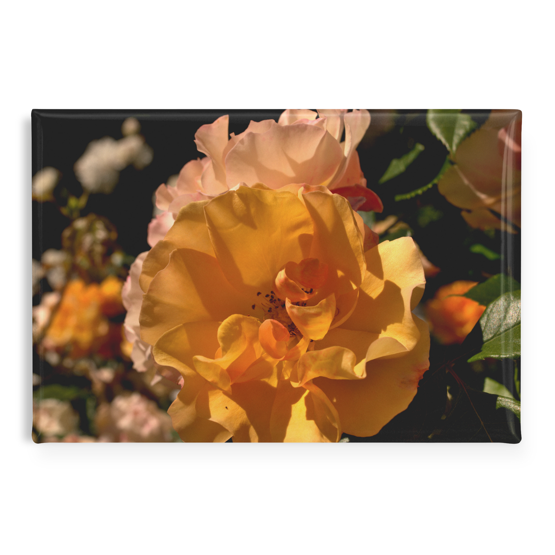 Golden_Yellow_and_Pastel_Pink_Rose_Clust_RectangleButtonMagnet_H_Main_AS_Mockup.png