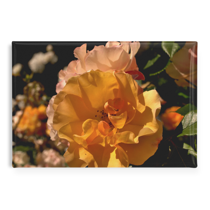 Golden_Yellow_and_Pastel_Pink_Rose_Clust_RectangleButtonMagnet_H_Main_AS_Mockup.png