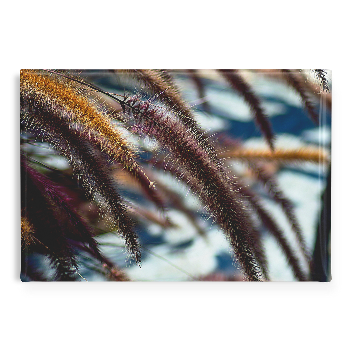Golden_and_Purple_Foxtails_in_the_Breeze_RectangleButtonMagnet_H_Main_AS_Mockup.png