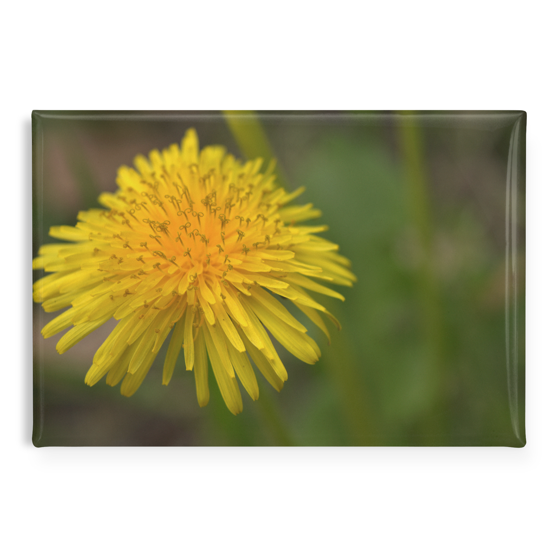 Joyful_Yellow_Dandelion_Close-Up_Rectan_RectangleButtonMagnet_H_Main_AS_Mockup.png
