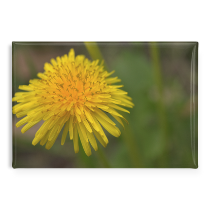 Joyful_Yellow_Dandelion_Close-Up_Rectan_RectangleButtonMagnet_H_Main_AS_Mockup.png