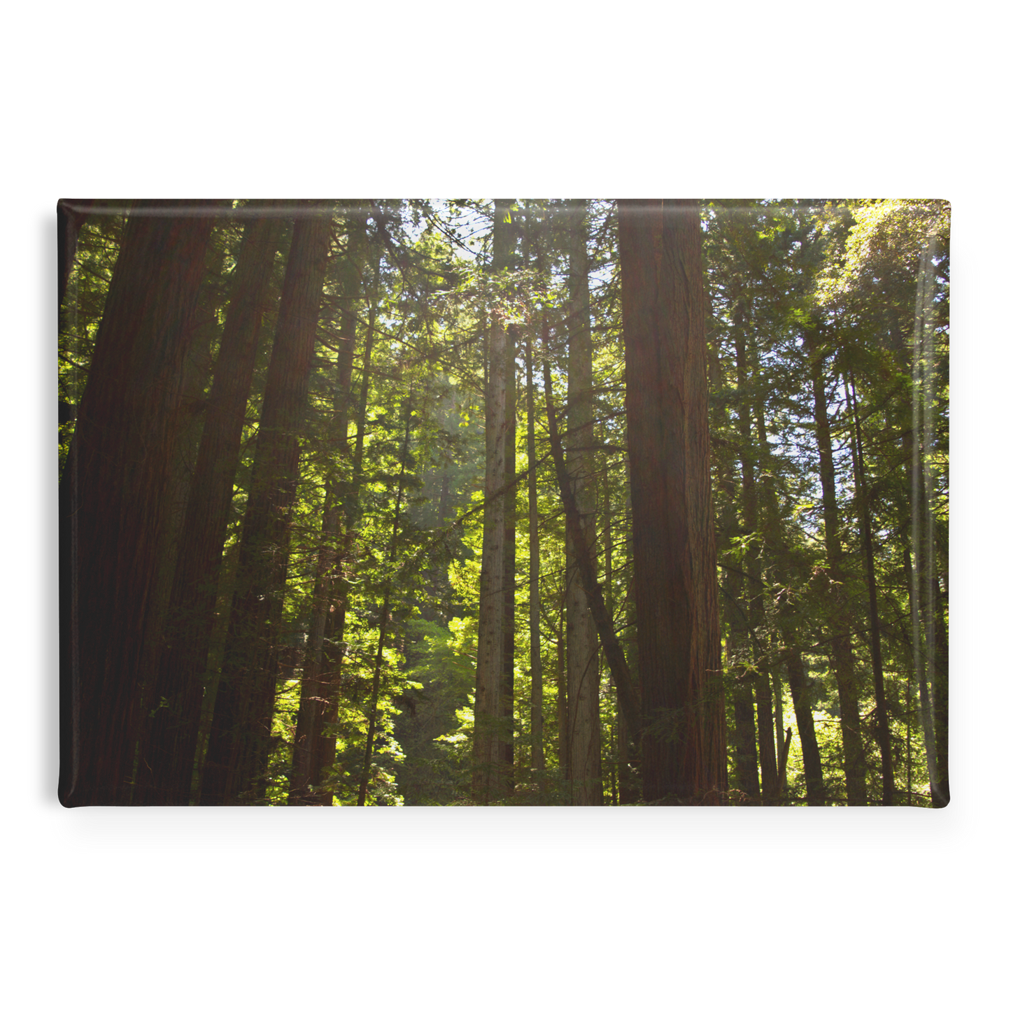 Luminous_Sun_Rays_through_Towering_Redwo_RectangleButtonMagnet_H_Main_AS_Mockup.png