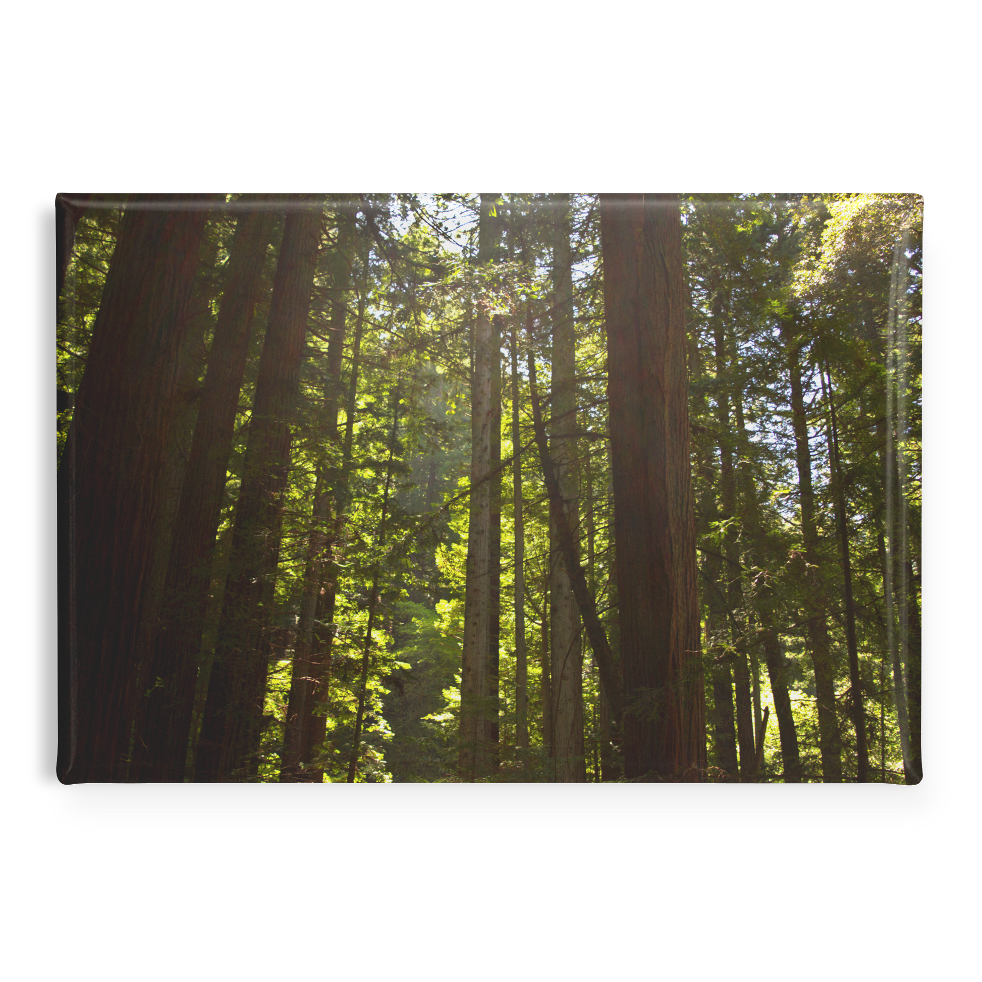 Luminous_Sun_Rays_through_Towering_Redwo_RectangleButtonMagnet_H_Main_AS_Mockup.png