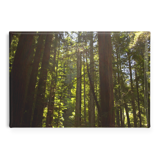 Luminous_Sun_Rays_through_Towering_Redwo_RectangleButtonMagnet_H_Main_AS_Mockup.png