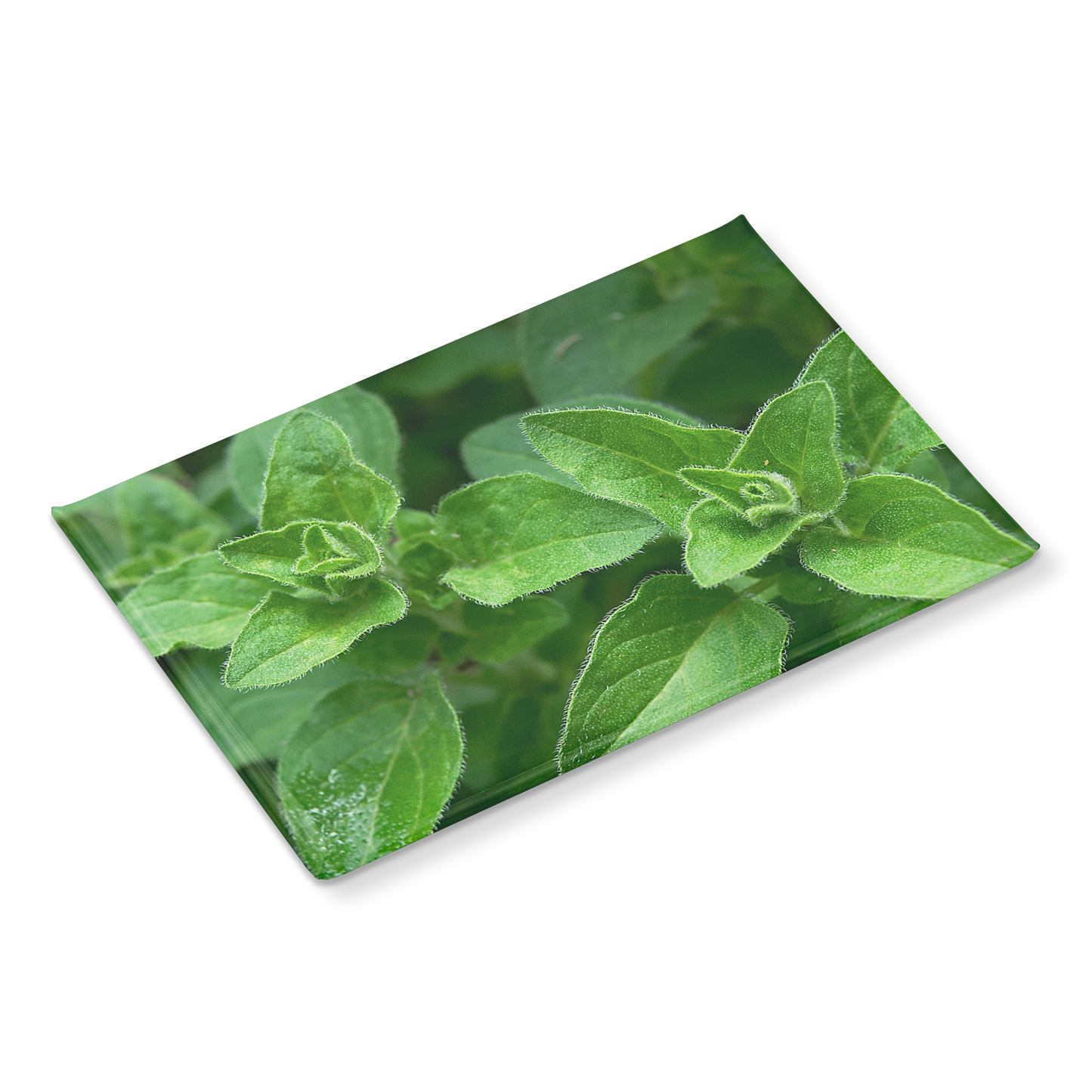Lush_Oregano_Leaves_Growing_in_Garden_R_RectangleButtonMagnet_H_Angle_Mockup.png