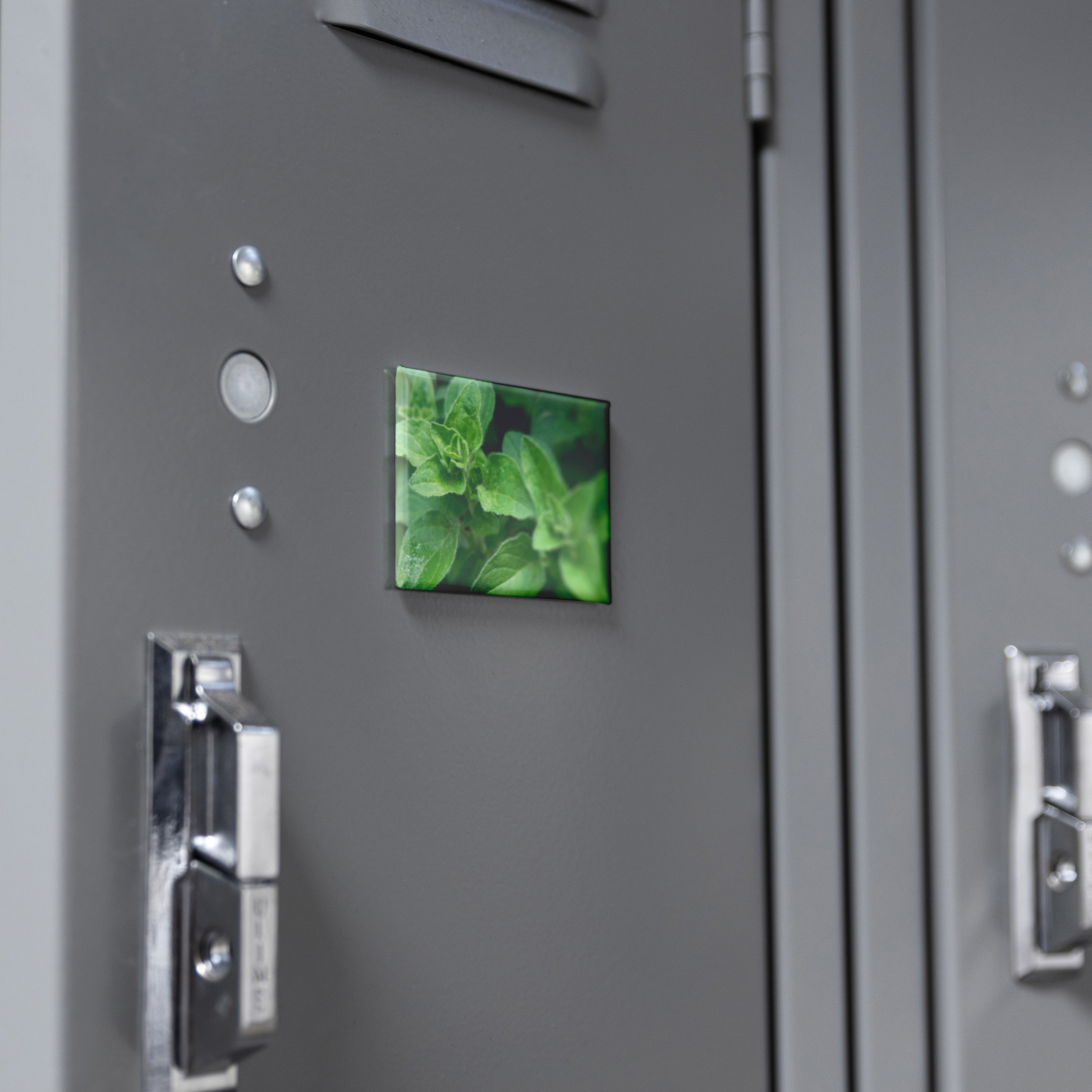 Lush_Oregano_Leaves_Growing_in_Garden_R_RectangleButtonMagnet_H_Locker_Mockup.png