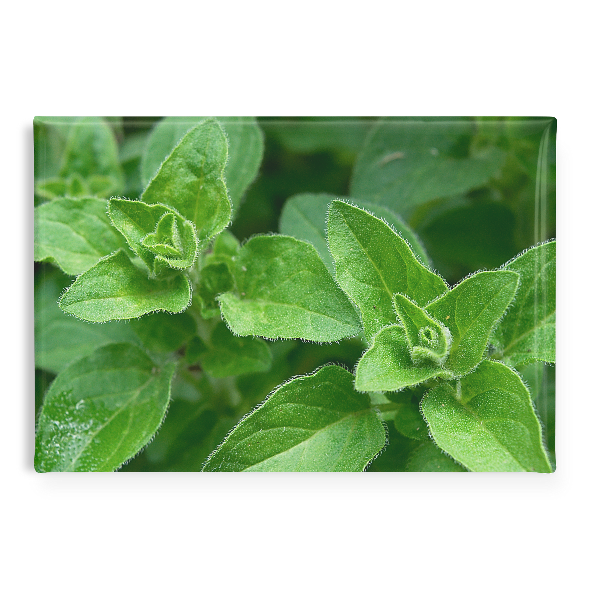 Lush_Oregano_Leaves_Growing_in_Garden_R_RectangleButtonMagnet_H_Main_AS_Mockup.png
