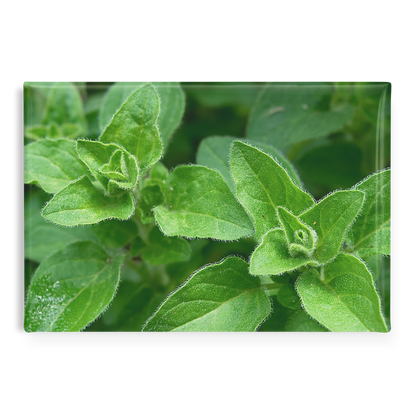 Lush_Oregano_Leaves_Growing_in_Garden_R_RectangleButtonMagnet_H_Main_AS_Mockup.png