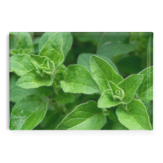 Lush_Oregano_Leaves_Growing_in_Garden_R_RectangleButtonMagnet_H_Main_AS_Mockup.png