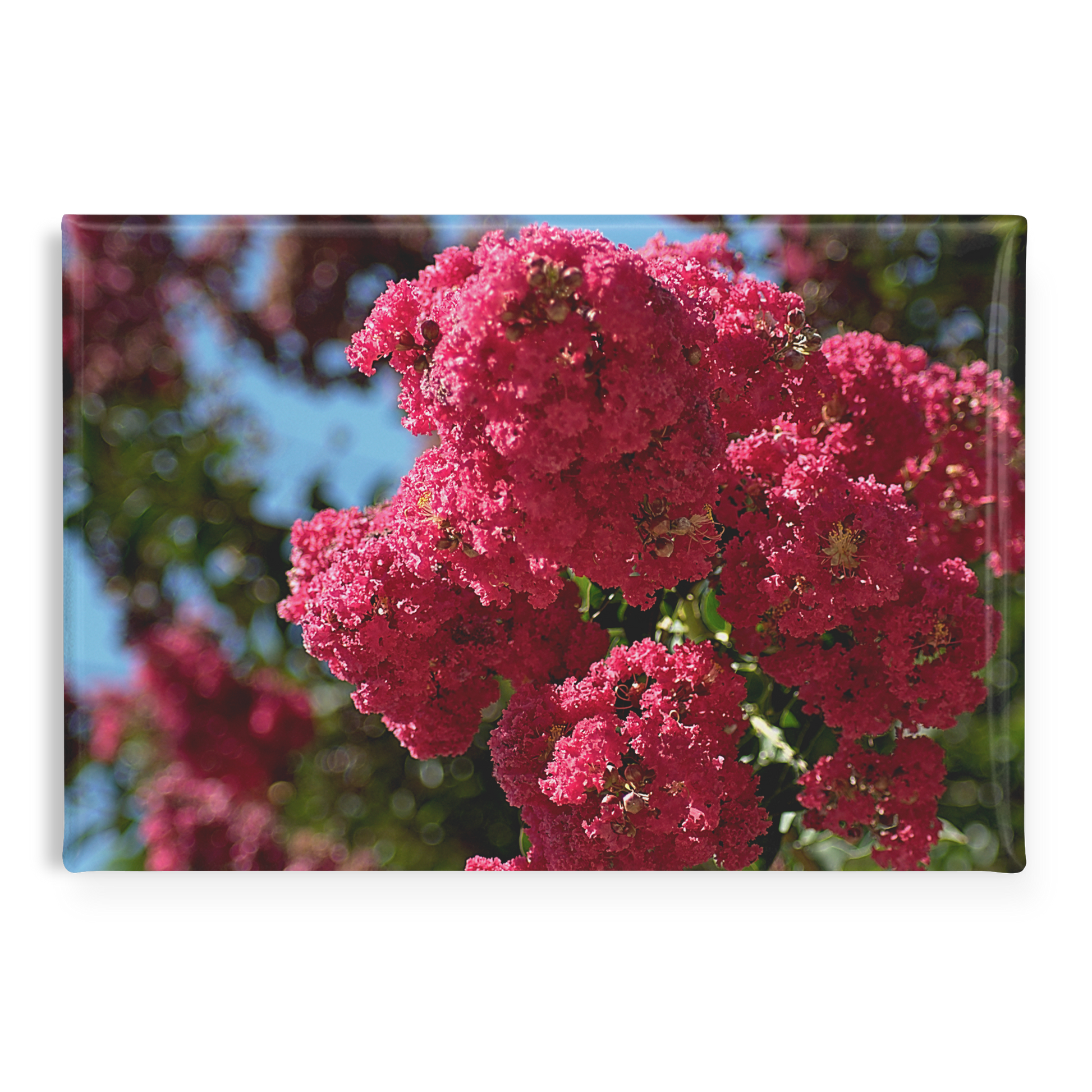 Lush_Pink_Crape_Myrtle_in_Full_Bloom_Re_RectangleButtonMagnet_H_Main_AS_Mockup.png