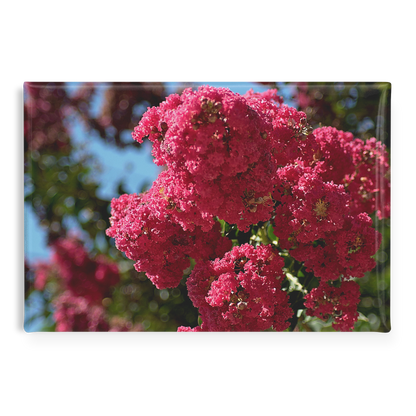 Lush_Pink_Crape_Myrtle_in_Full_Bloom_Re_RectangleButtonMagnet_H_Main_AS_Mockup.png