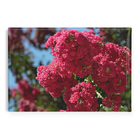 Lush_Pink_Crape_Myrtle_in_Full_Bloom_Re_RectangleButtonMagnet_H_Main_AS_Mockup.png