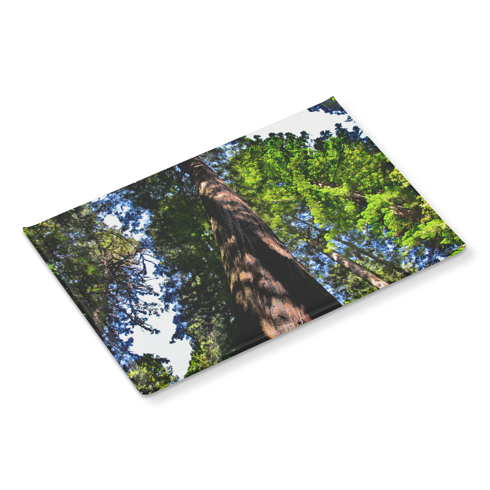 Majestic_Giant_Sequoia_Seen_from_Below__RectangleButtonMagnet_H_Angle_Mockup.png