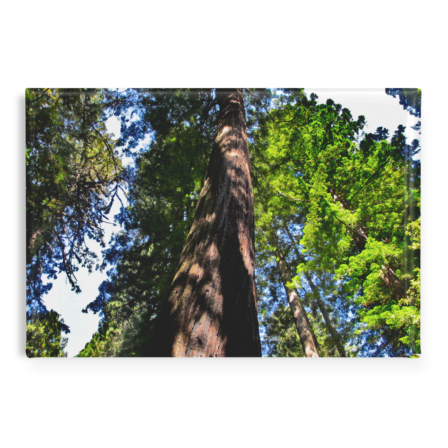 Majestic_Giant_Sequoia_Seen_from_Below__RectangleButtonMagnet_H_Main_AS_Mockup.png