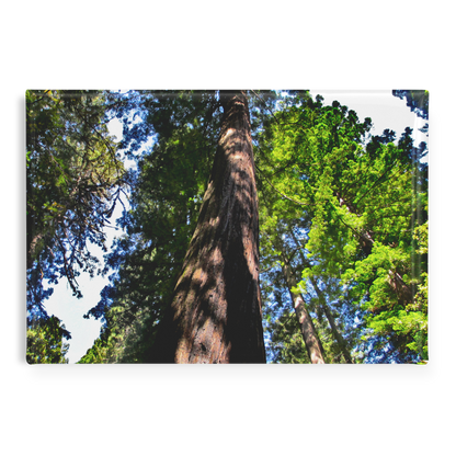 Majestic_Giant_Sequoia_Seen_from_Below__RectangleButtonMagnet_H_Main_AS_Mockup.png