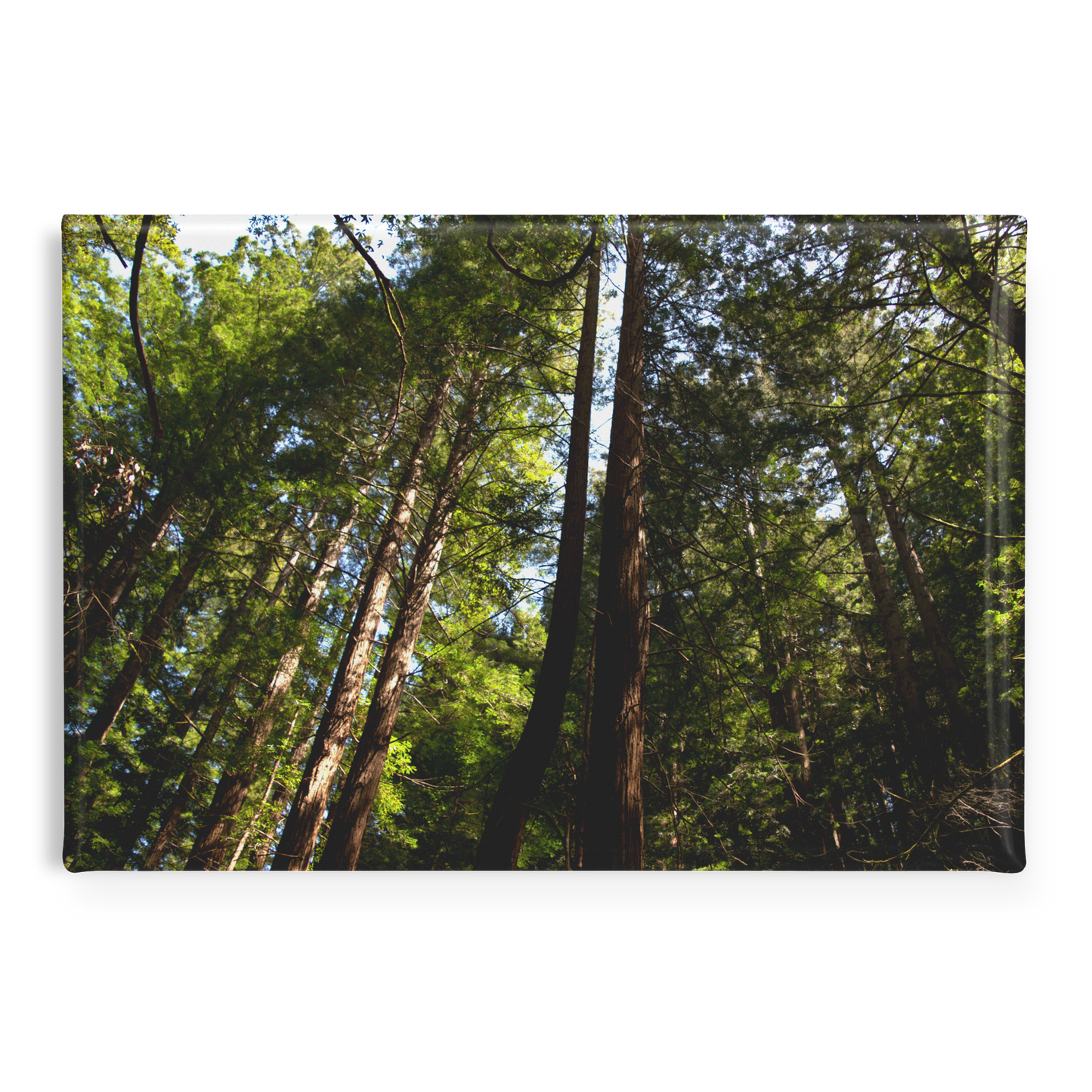 Majestic_Sunlit_Redwood_Grove_Rectangul_RectangleButtonMagnet_H_Main_AS_Mockup.png