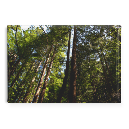 Majestic_Sunlit_Redwood_Grove_Rectangul_RectangleButtonMagnet_H_Main_AS_Mockup.png