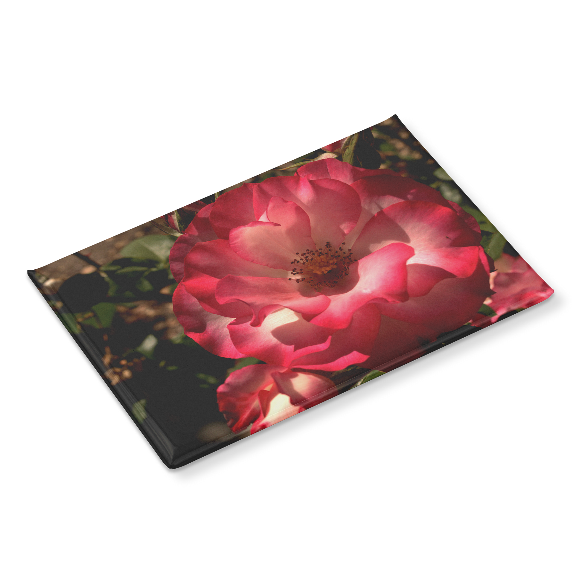 Pastel_Pink_Rose_with_Soft_Gradient_Peta_RectangleButtonMagnet_H_Angle_Mockup.png