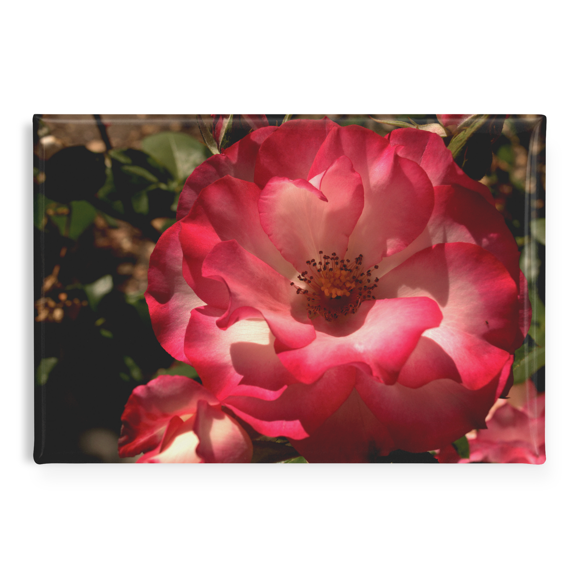 Pastel_Pink_Rose_with_Soft_Gradient_Peta_RectangleButtonMagnet_H_Main_AS_Mockup.png
