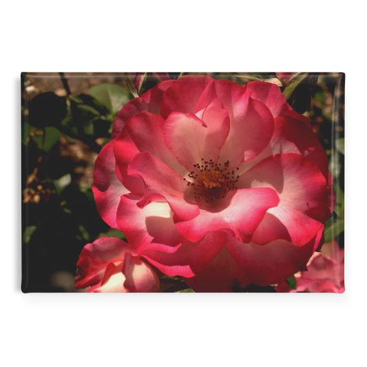 Pastel_Pink_Rose_with_Soft_Gradient_Peta_RectangleButtonMagnet_H_Main_AS_Mockup.png