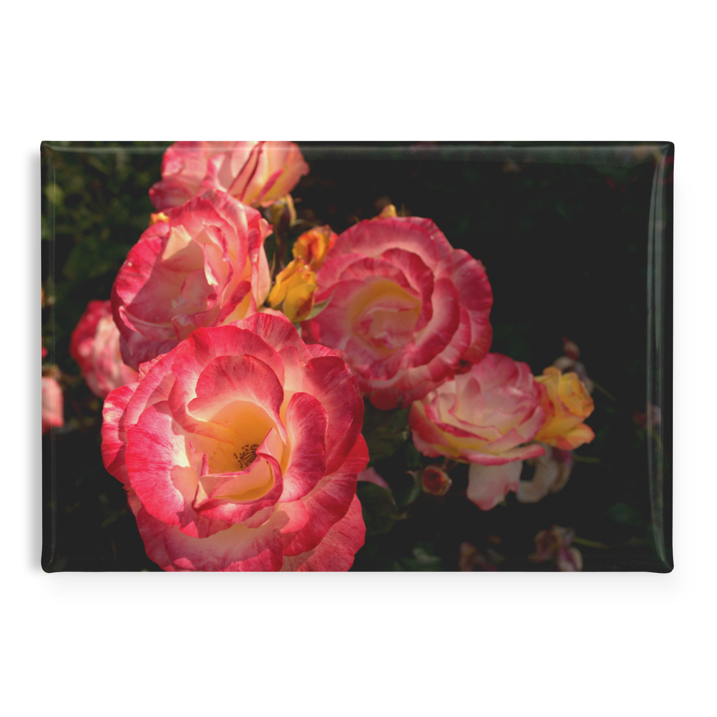 Pink_and_Gold_Blooms_in_Rose_Garden_Rec_RectangleButtonMagnet_H_Main_AS_Mockup.png