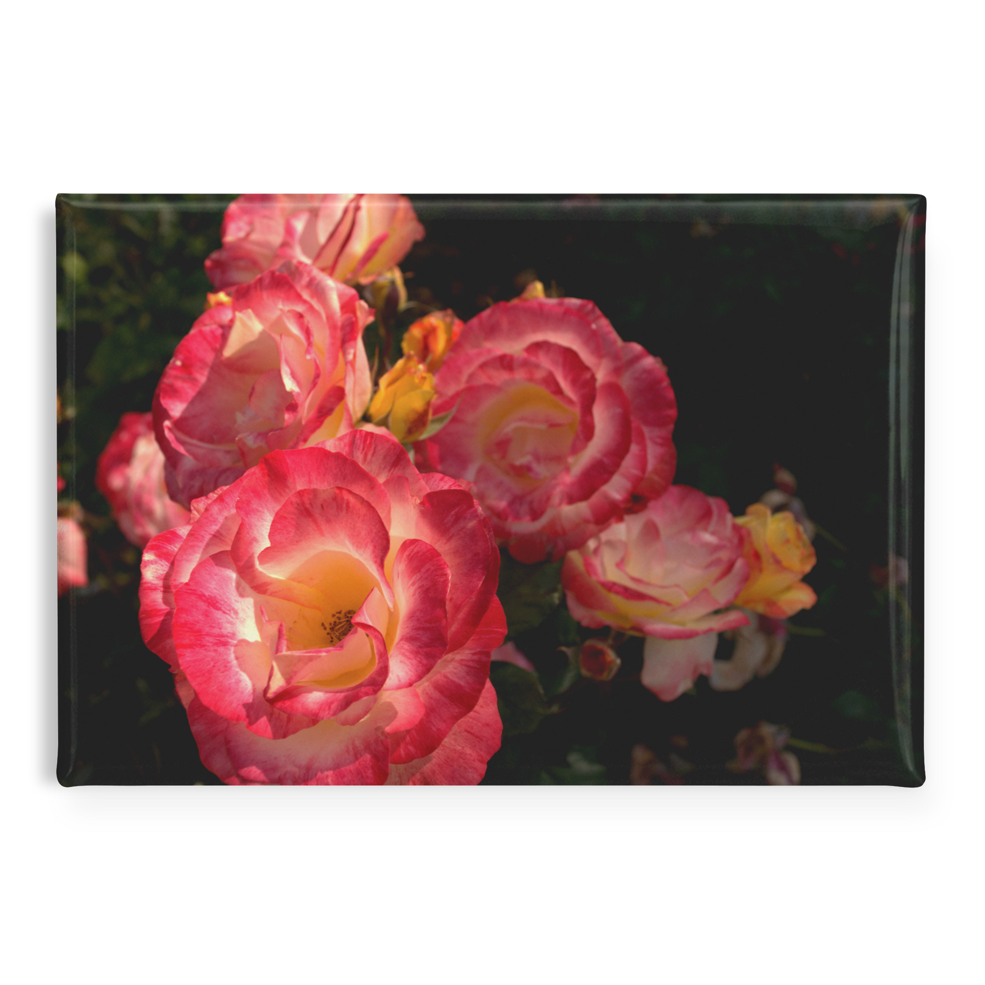 Pink_and_Gold_Blooms_in_Rose_Garden_Rec_RectangleButtonMagnet_H_Main_AS_Mockup.png