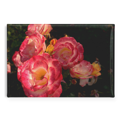 Pink_and_Gold_Blooms_in_Rose_Garden_Rec_RectangleButtonMagnet_H_Main_AS_Mockup.png