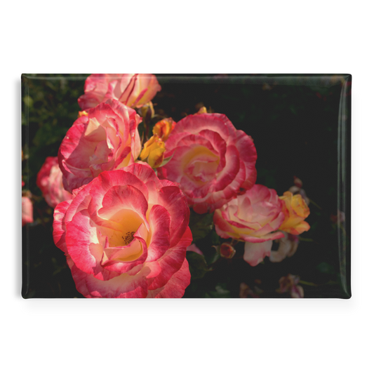 Pink_and_Gold_Blooms_in_Rose_Garden_Rec_RectangleButtonMagnet_H_Main_AS_Mockup.png