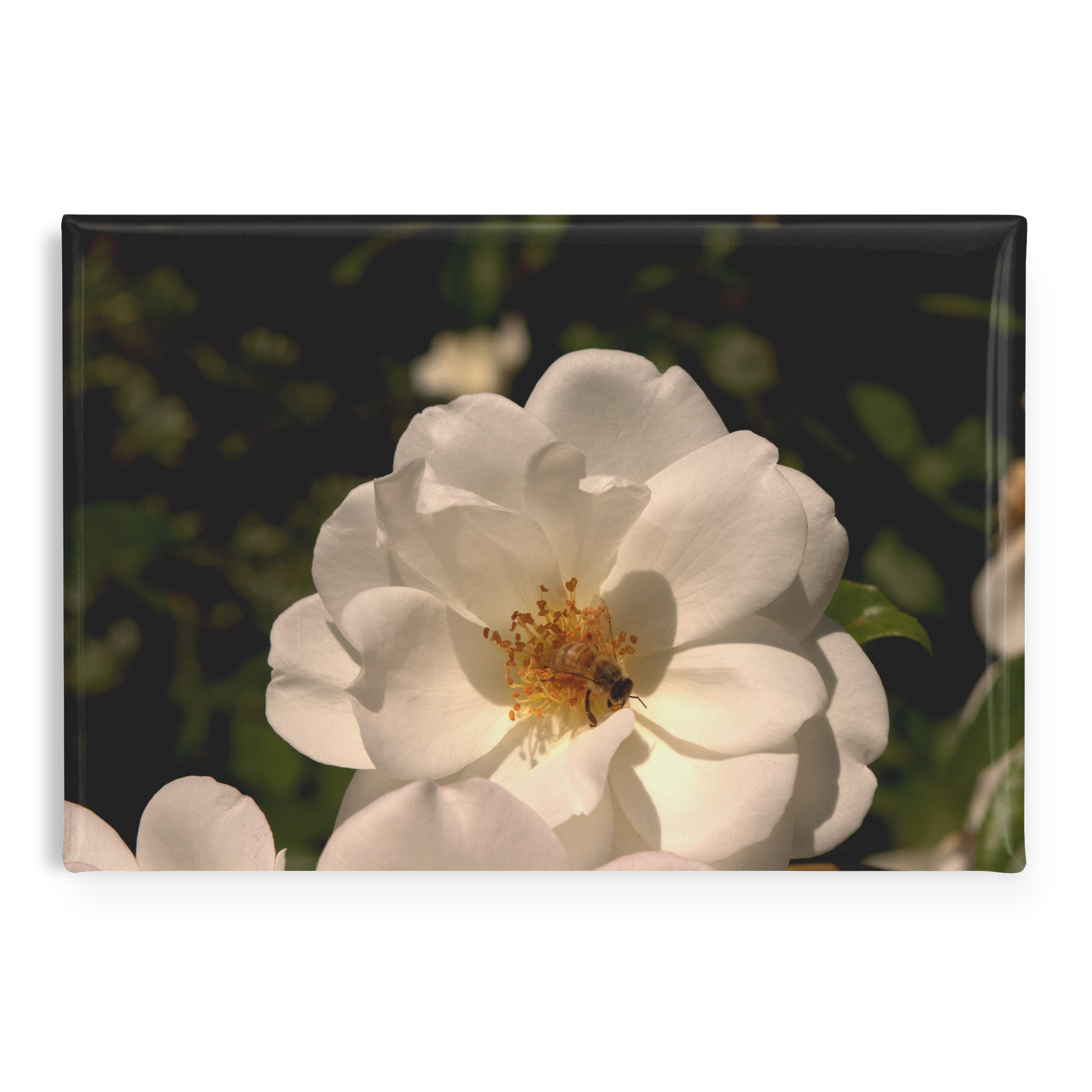 Pure_White_Rose_with_Honeybee_Rectangul_RectangleButtonMagnet_H_Main_AS_Mockup.png