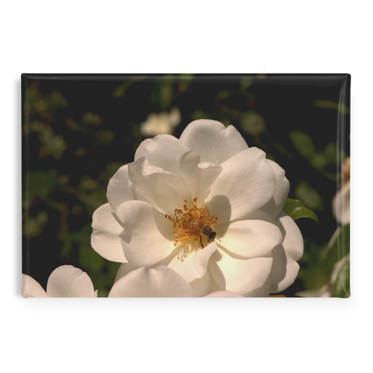 Pure_White_Rose_with_Honeybee_Rectangul_RectangleButtonMagnet_H_Main_AS_Mockup.png