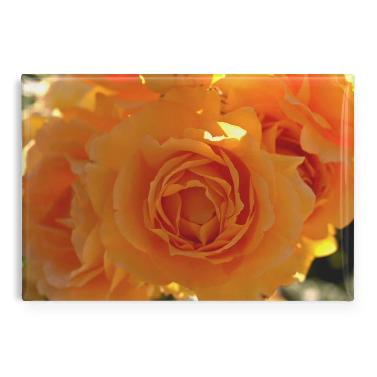 Radiant_Orange_Roses_Bathed_in_Sunlight_RectangleButtonMagnet_H_Main_AS_Mockup.png