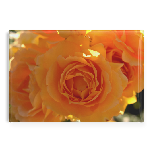 Radiant_Orange_Roses_Bathed_in_Sunlight_RectangleButtonMagnet_H_Main_AS_Mockup.png