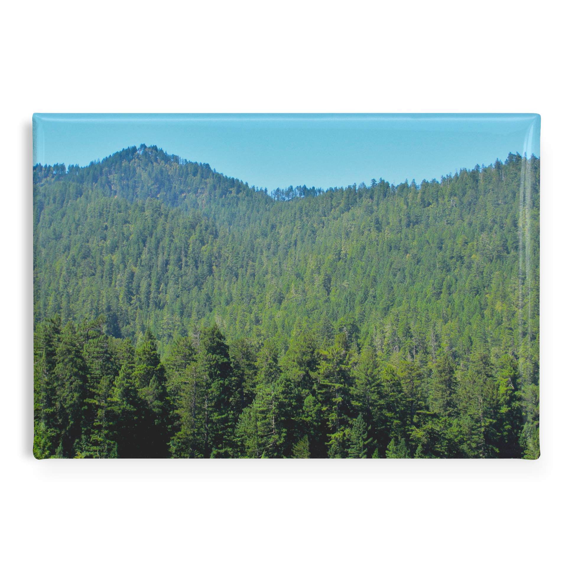 Redwood_Forest_Landscape_in_Humboldt_Mou_RectangleButtonMagnet_H_Main_AS_Mockup.png