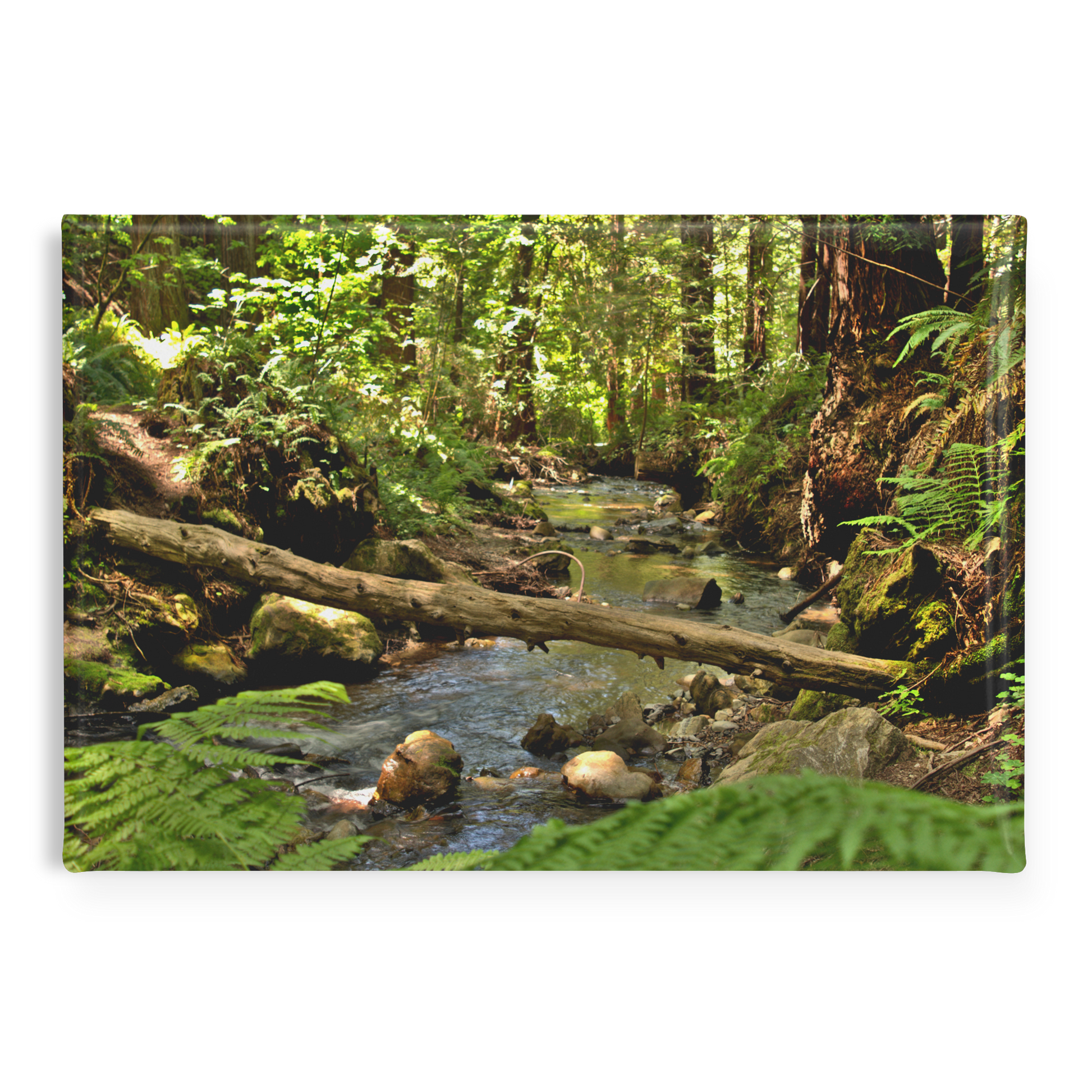 Serene_Creek_in_Redwood_Forest_Rectangu_RectangleButtonMagnet_H_Main_AS_Mockup.png