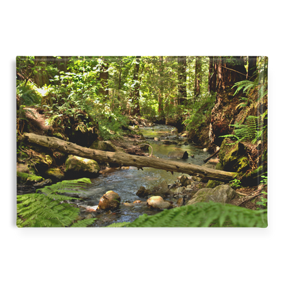 Serene_Creek_in_Redwood_Forest_Rectangu_RectangleButtonMagnet_H_Main_AS_Mockup.png